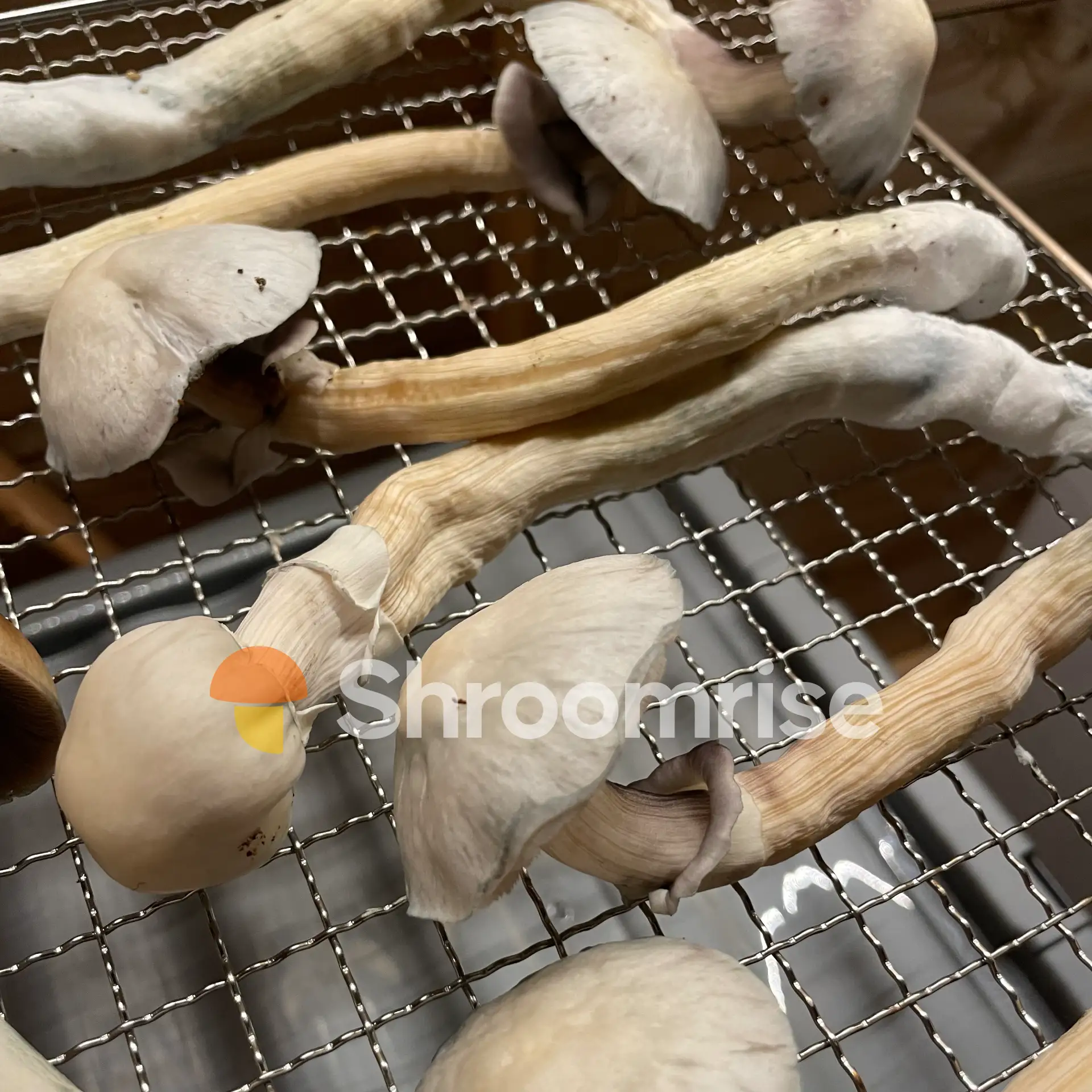 Purchase magic mushrooms UK – Albino Penis Envy