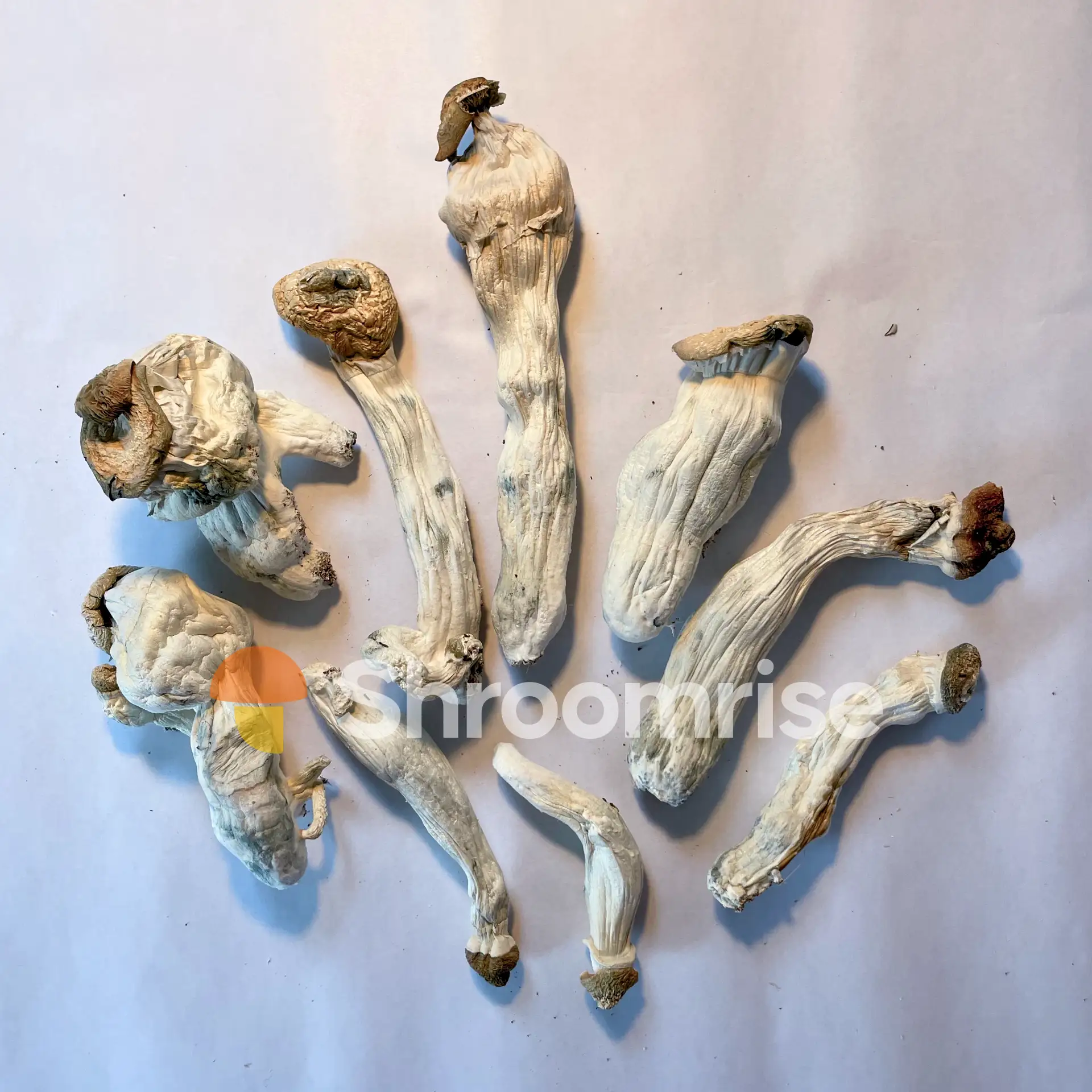 Purchase magic mushrooms UK – Albino Penis Envy